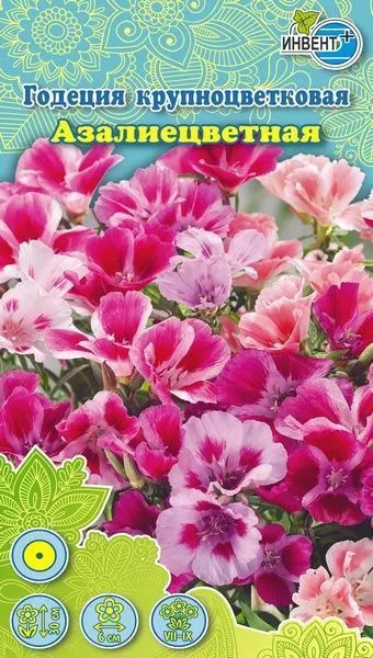 Годеция крупноцветковая «Азалиецветная» | Инвент+