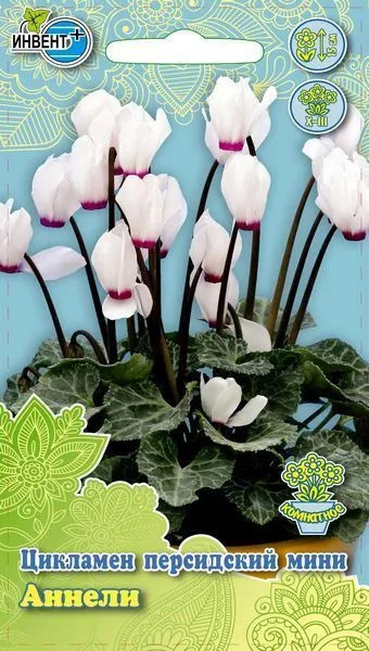 Цикламен персидский «Аннели» | Инвент+