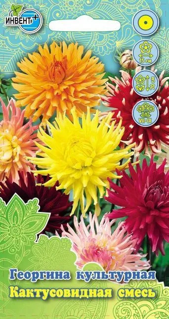Георгина «Кактусовидная смесь» | Инвент+