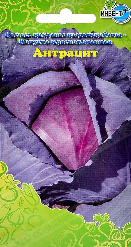 Капуста краснокочанная «Антрацит» | Инвент+