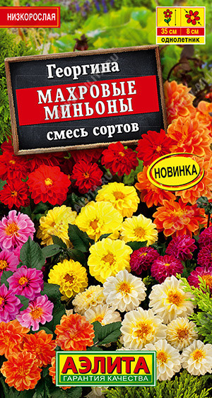 Георгина «Махровые миньоны» | Однолетние цветы (Аэлита) | Аэлита