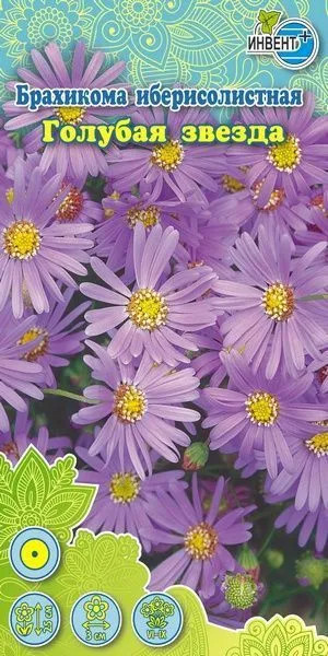 Брахикома иберистолистная «Голубая звезда» | Инвент+