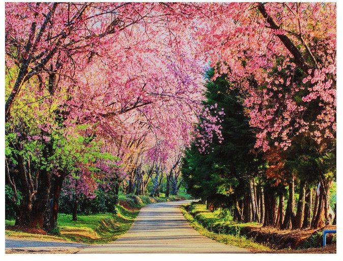 Картина на холсте «Аллея сакуры»