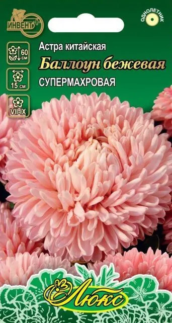 Астра китайская «Баллоун бежевая» | Люкс | Инвент+