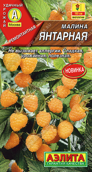 Малина «Янтарная» | Аэлита