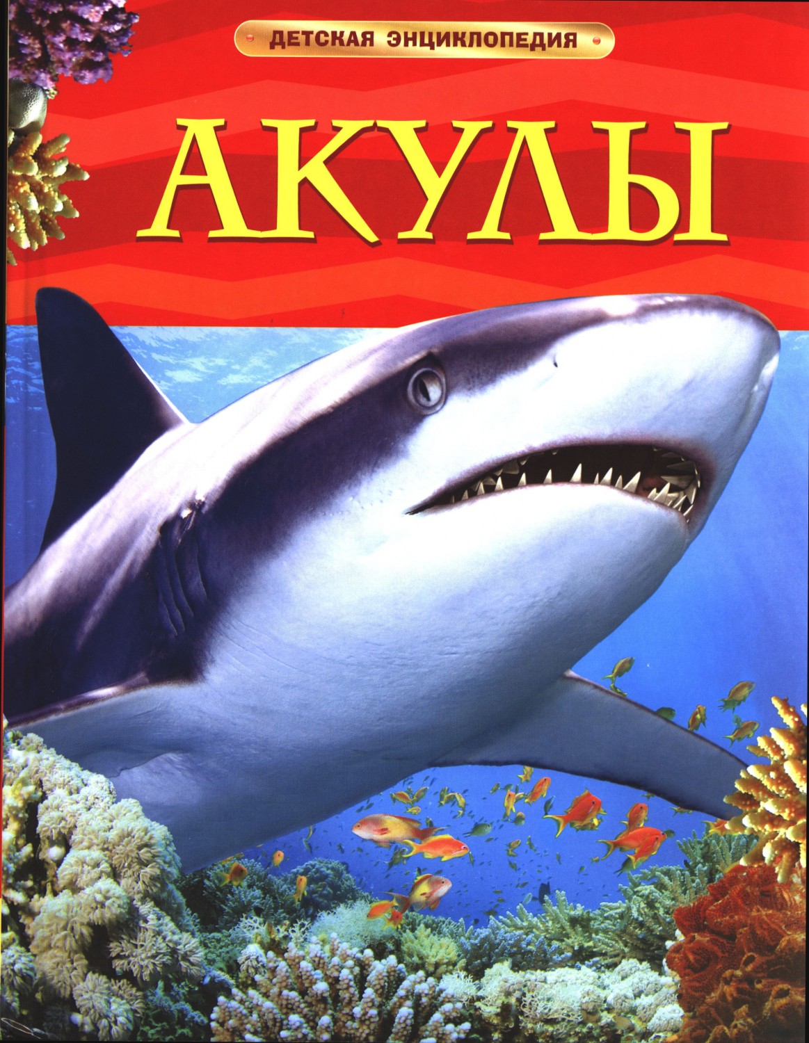 Акулы | Детская энциклопедия
