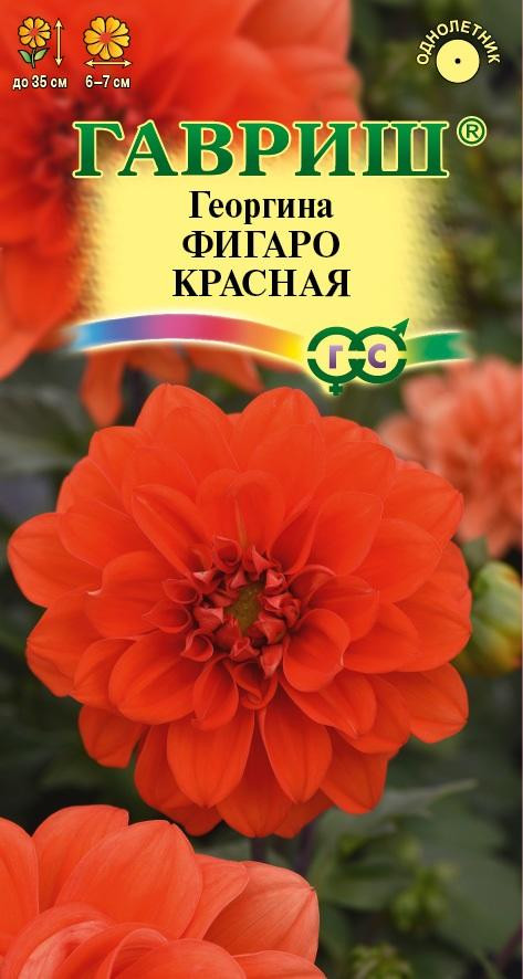 Георгина «Фигаро красная» | Гавриш