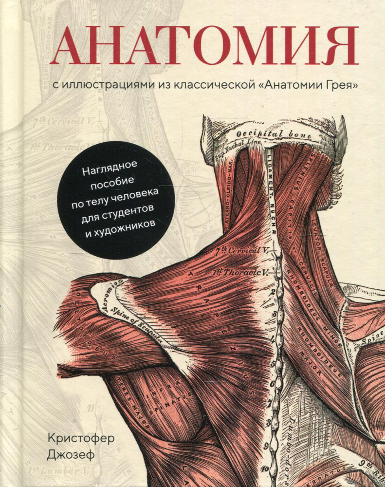 Анатомия с иллюстрациями из классической «Анатомии Грея» | Полезные знания