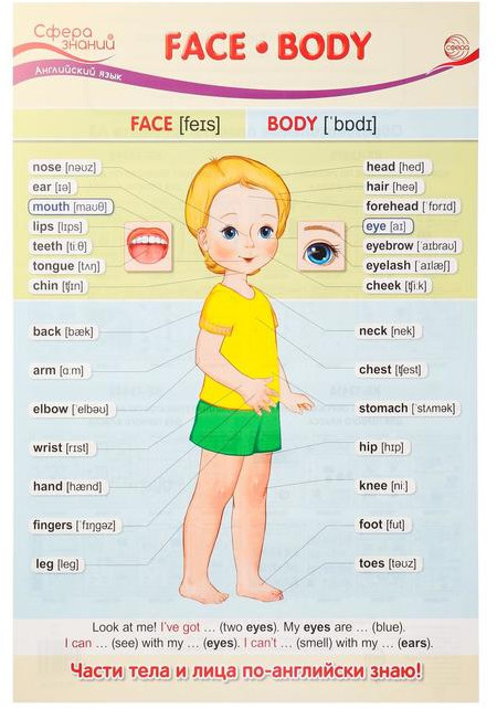 Плакат «Face. Body» | Сфера знаний