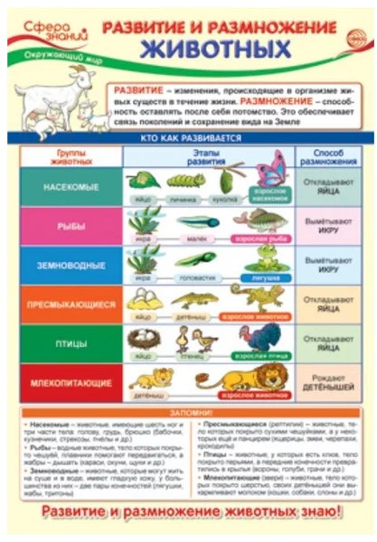 Плакат «Развитие и размножение животных» | Сфера знаний