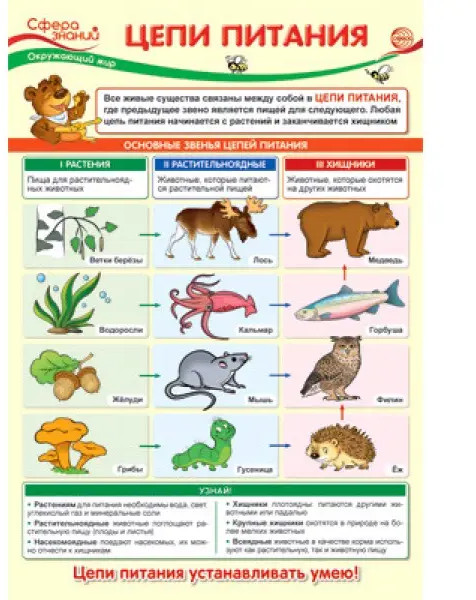 Плакат «Цепи питания» | Сфера знаний