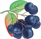 Фигурка вырубная «Черноплодка»