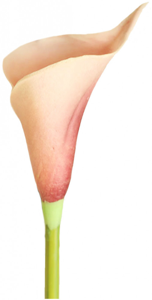 Цветок искусственный «Калла» | Феникс Презент