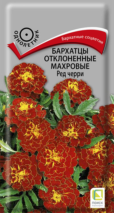 Бархатцы отклоненные махровые «Ред черри» | Поиск