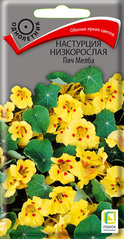 Настурция низкорослая «Пич Мелба» | Поиск