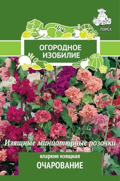 Кларкия «Очарование» | Поиск