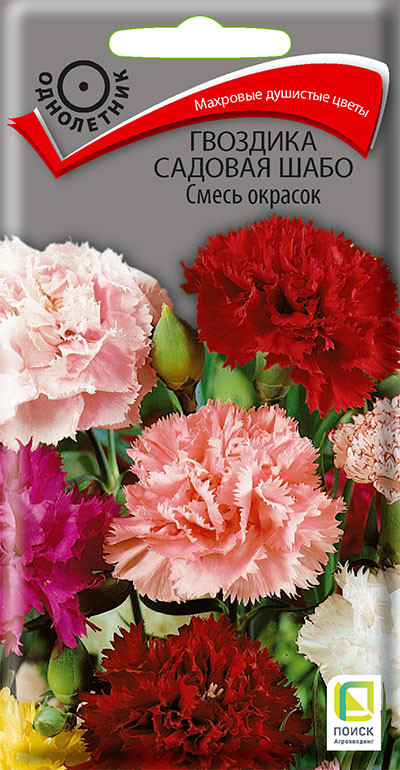 Гвоздика садовая «Шабо смесь окрасок» | Поиск