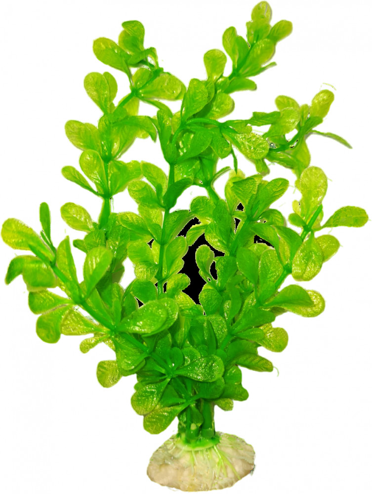 Растение для аквариума «Ротала» | Золотая рыбка