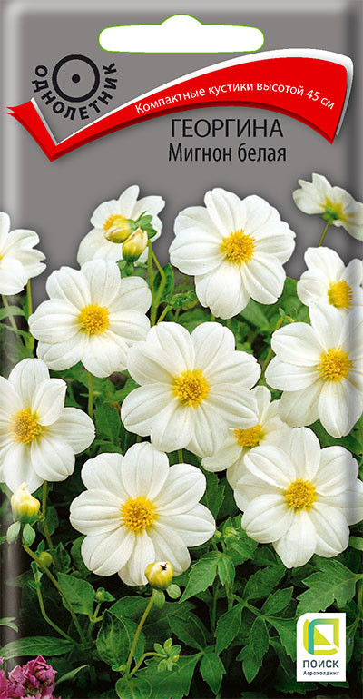 Георгина «Мигнон белая» | Поиск
