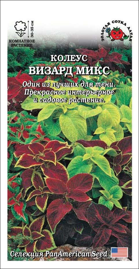 Колеус «Визард микс» | Золотая сотка Алтая