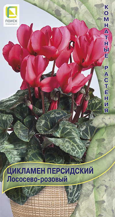 Цикламен персидский мини «Лососево-розовый» | Комнатные растения | Поиск