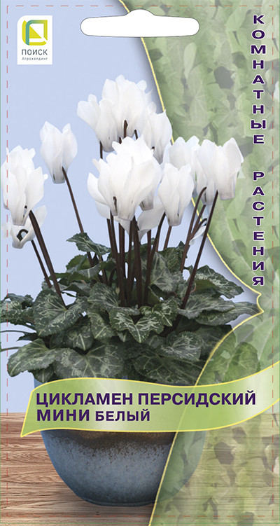 Цикламен персидский мини «Белый» | Комнатные растения | Поиск