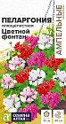 Пеларгония «Цветной фонтан»