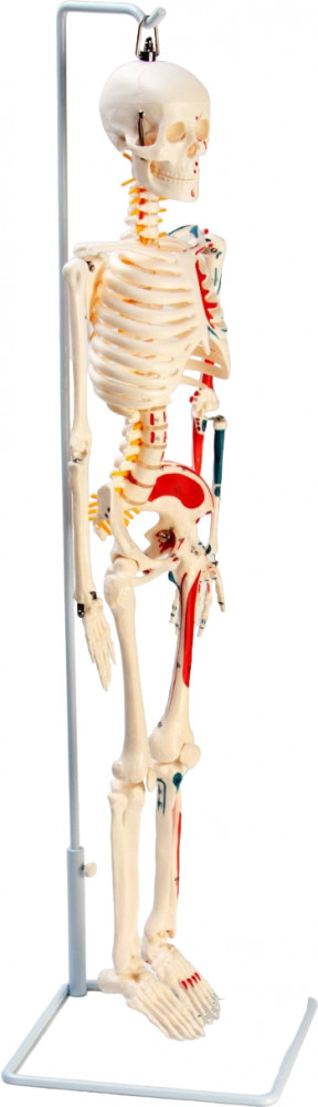 Макет «Скелет человека»