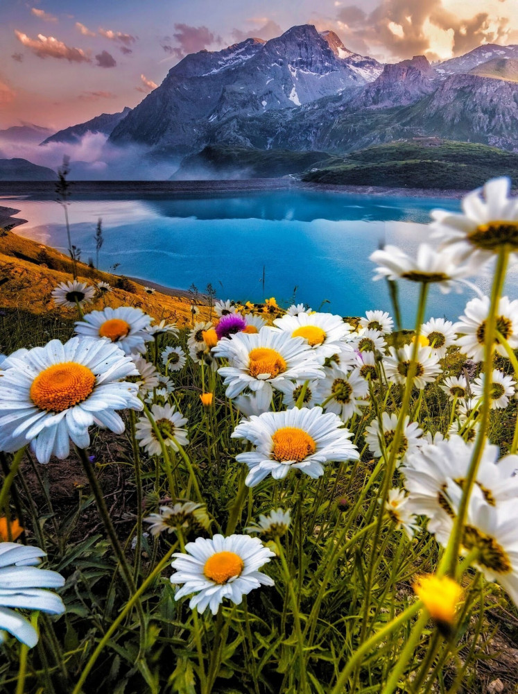 Картина по номерам «Ромашки у озера» | Арт Фея