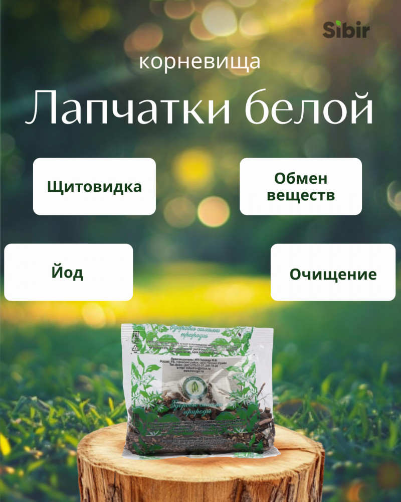 Лапчатка белая корневища | Травник Гордеев