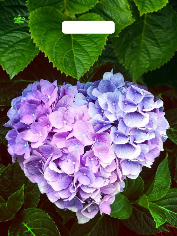 Пакет подарочный «Сердце Гортензии» | ТикоПластик