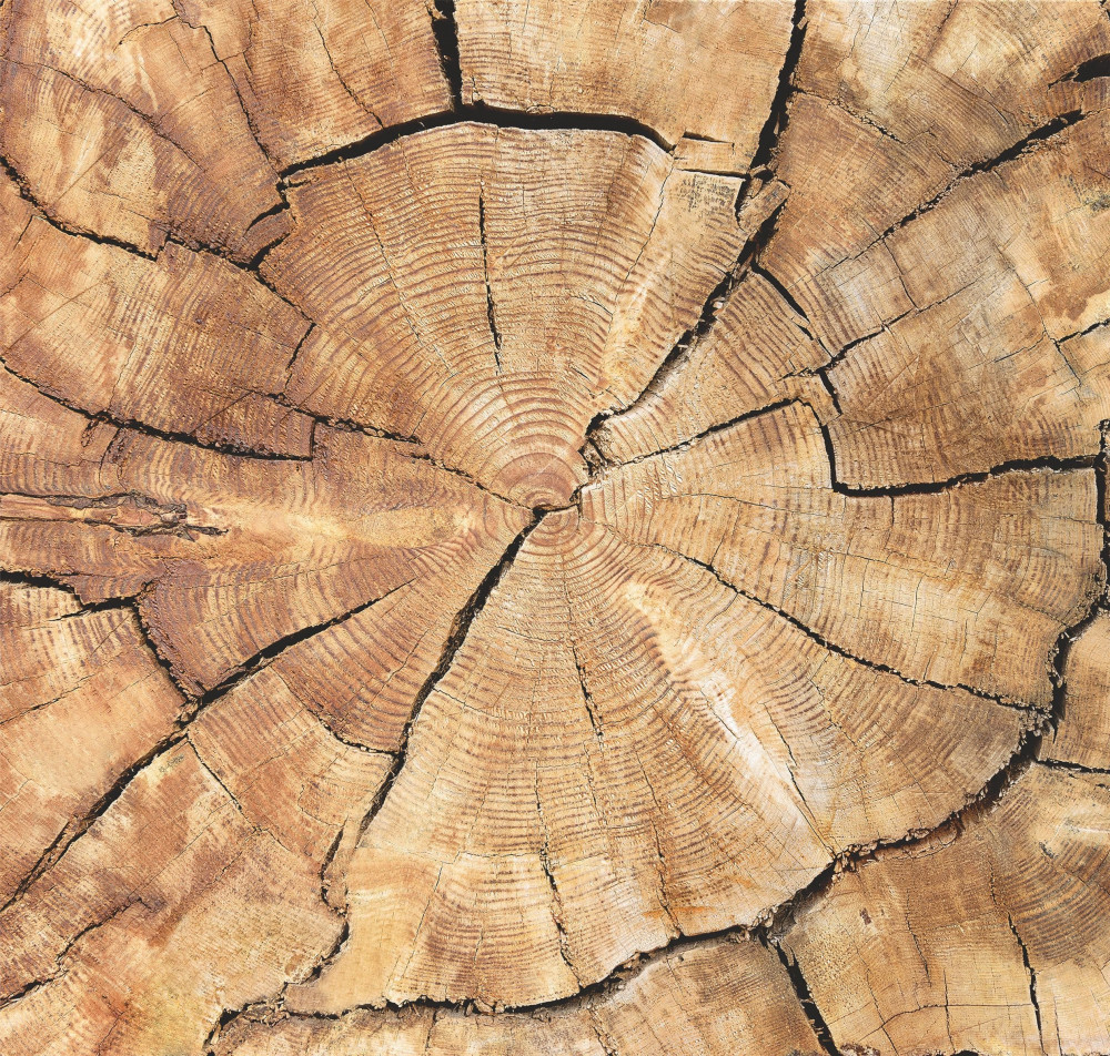 Фотообои «Дерево» | Симфония