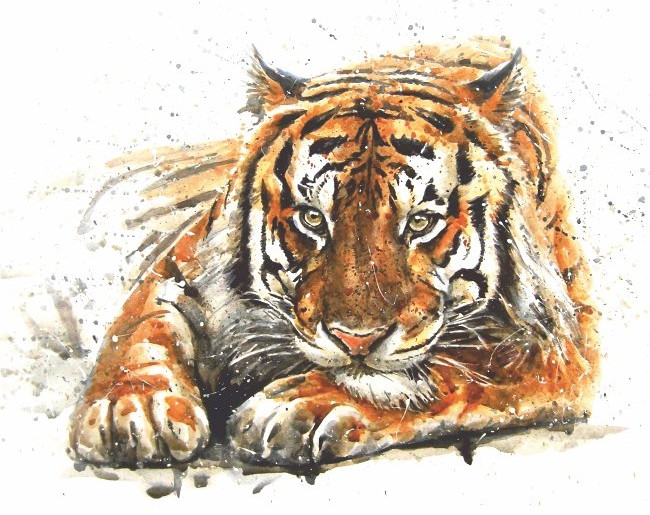 Фотообои «Амурский тигр» | Симфония