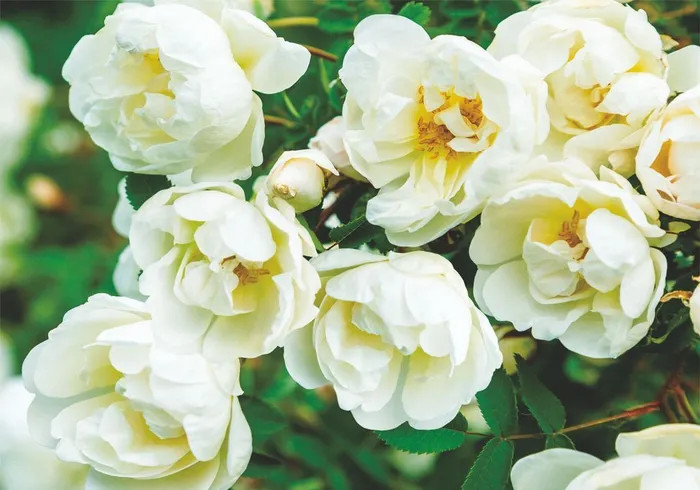 Фотообои «Цветение» | Симфония