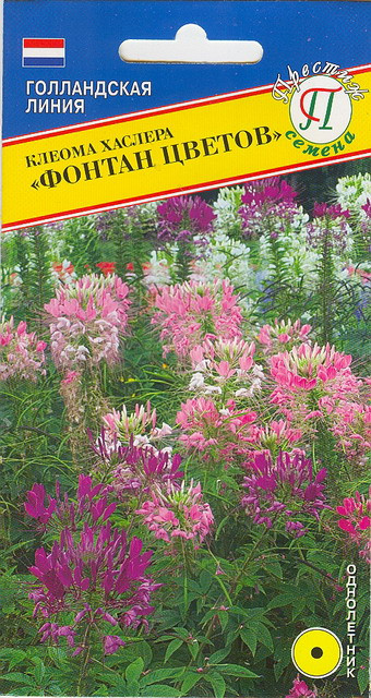 Клеома хаслера «Фонтан цветов» | Престиж семена