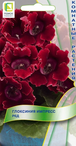 Глоксиния «Импресс Ред» | Комнатные растения | Поиск