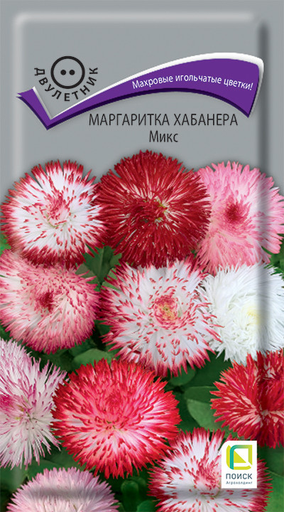 Маргаритка «Хабанера Микс» | Поиск