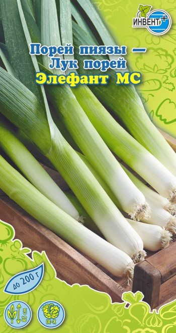 Лук порей «Элефант МС» | Инвент+