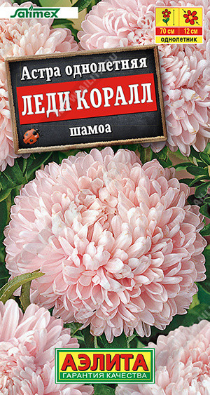 Астра «Леди Коралл шамоа» | Аэлита