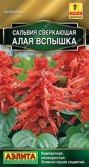 Сальвия сверкающая «Алая вспышка» | Аэлита