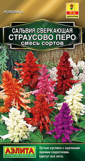 Сальвия смесь сортов «Страусово перо» | Аэлита