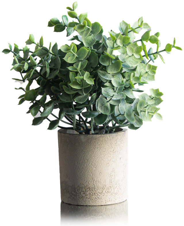 Бонсай в горшке «Буксус» | ИнтерPresent