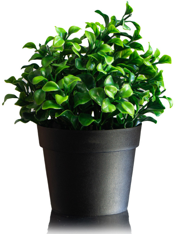 Бонсай в горшке «Крупнолист» | ИнтерPresent