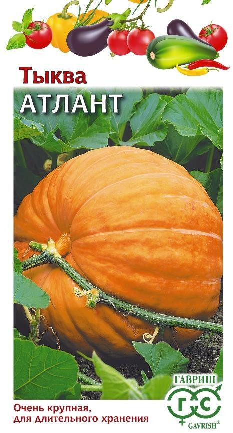 Тыква «Атлант» | Гавриш