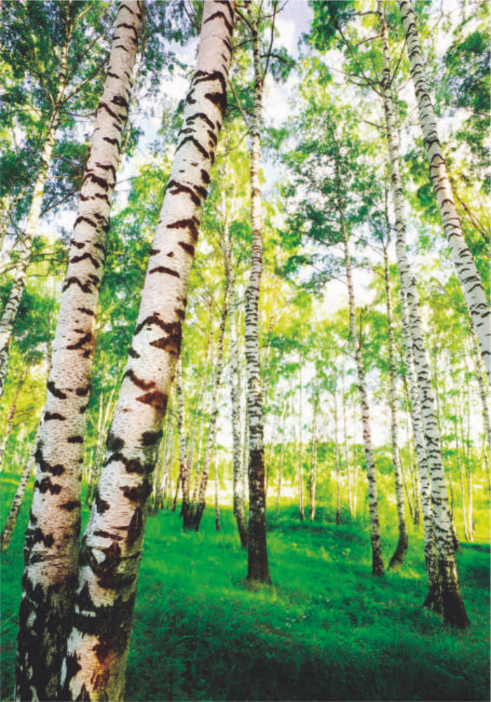 Фотообои «В березках» | Симфония