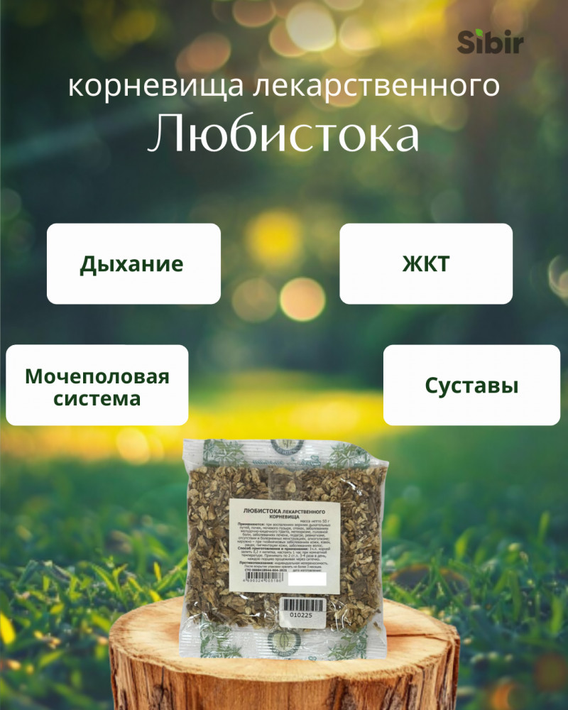 Любистока лекарственного корневища | Травник Гордеев