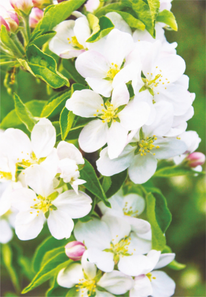 Фотообои «Волшебная яблоня» | Симфония