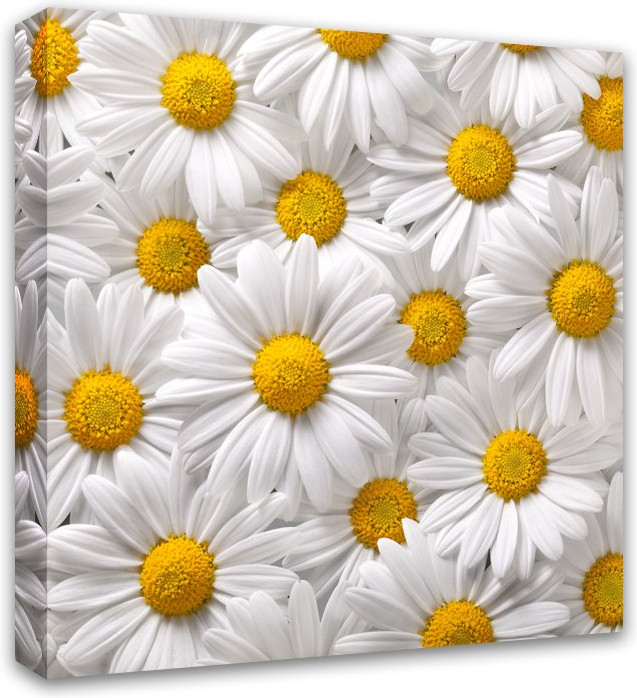 Картина на деревянном подрамнике «Ромашки» | Симфония