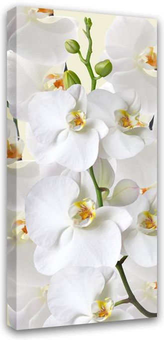 Картина на деревянном подрамнике «Белая орхидея» | Симфония