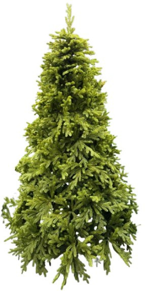 Ель зеленая «Злато Финская»